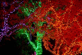 Zoo Lights, December 16, 2013